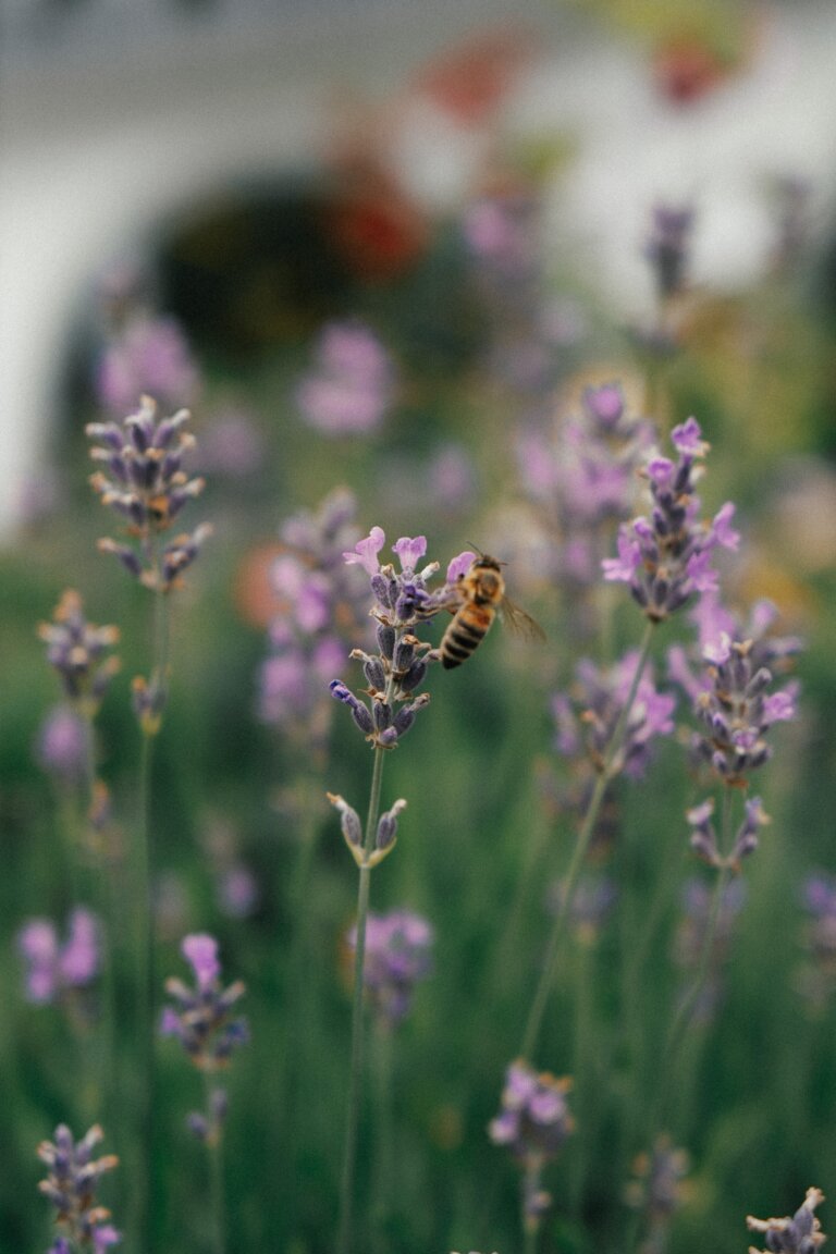 Eine Biene auf blühender Lavendelpflanze im Schwarzwald.