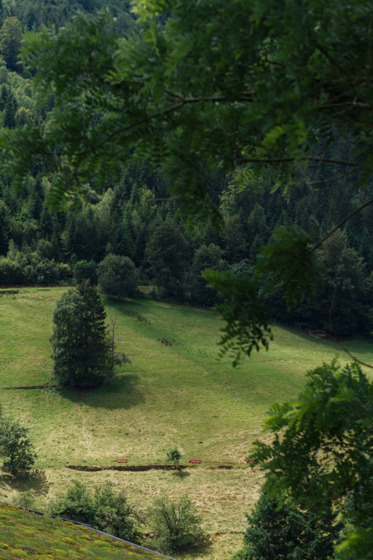 Blick auf grüne Wiese mit einzelnen Bäumen und angrenzendem Wald.