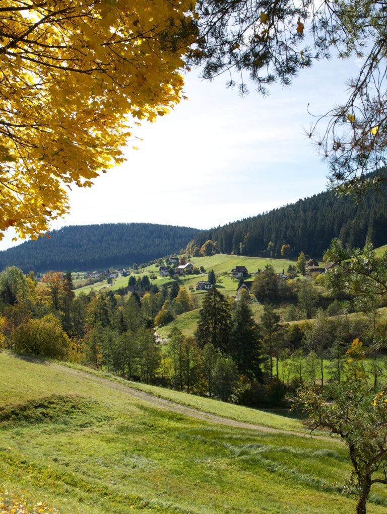 Herbstliche Schwarzwald-Landschaft mit grünen Wiesen und Wäldern nahe dem Luxushotel Traube Tonbach.