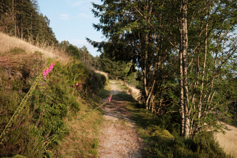 Ein schmaler Weg führt durch eine bewaldete Landschaft, umgeben von Bäumen und Sträuchern. Am Wegesrand blühen pinkfarbene Pflanzen.