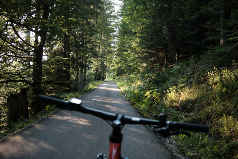 Blick auf einen schmalen Waldweg, umgeben von Bäumen und Sträuchern, aus der Perspektive eines Fahrrads, die Sonne scheint.
