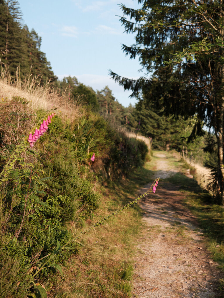 Idyllischer Wanderweg im Schwarzwald mit blühendem Fingerhut nahe dem Luxushotel Traube Tonbach.