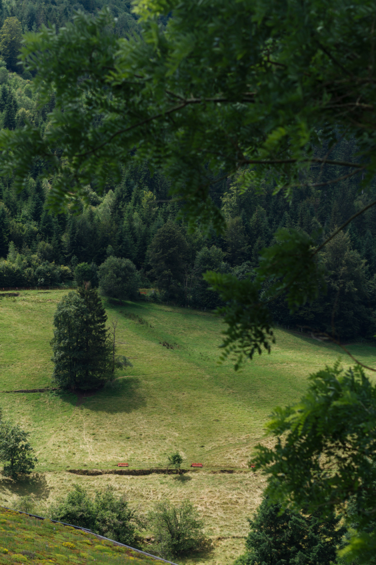 Blick auf grüne Wiesen und Wälder im Schwarzwald nahe Hotel Traube Tonbach