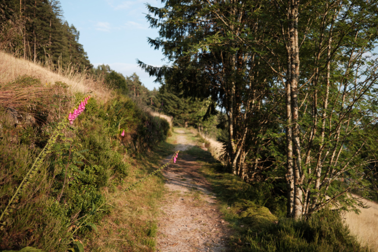Ein schmaler Weg führt durch eine bewaldete Landschaft, umgeben von Bäumen und Sträuchern. Am Wegesrand blühen pinkfarbene Pflanzen.