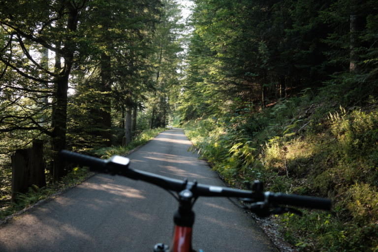 Blick auf einen schmalen Waldweg, umgeben von Bäumen und Sträuchern, aus der Perspektive eines Fahrrads, die Sonne scheint.