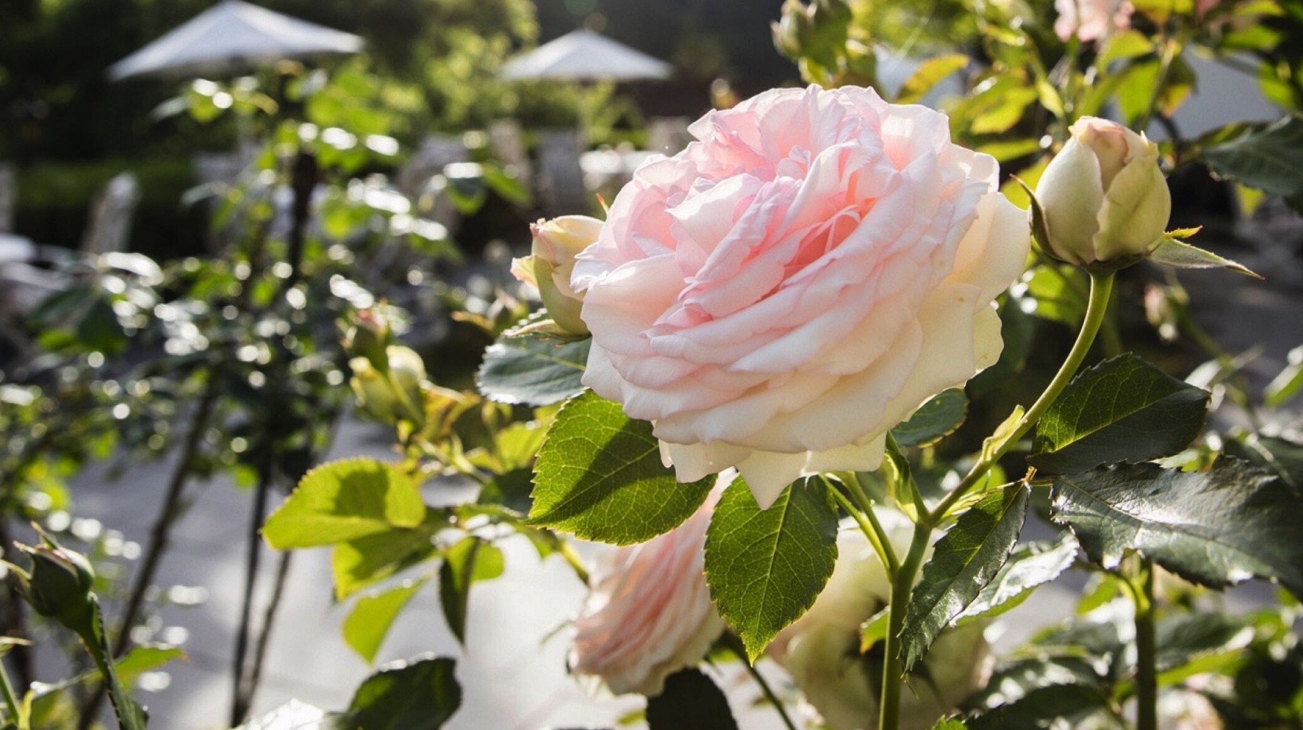 Traube Tonbach Rosengaertle 3