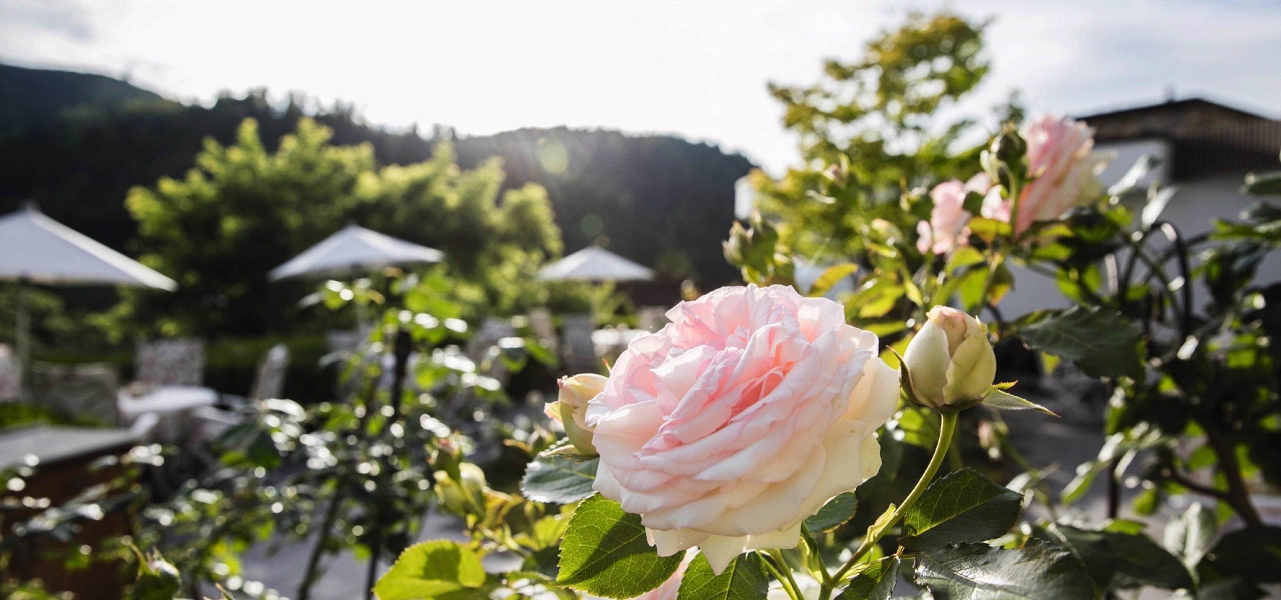 Traube Tonbach Rosegarden 3