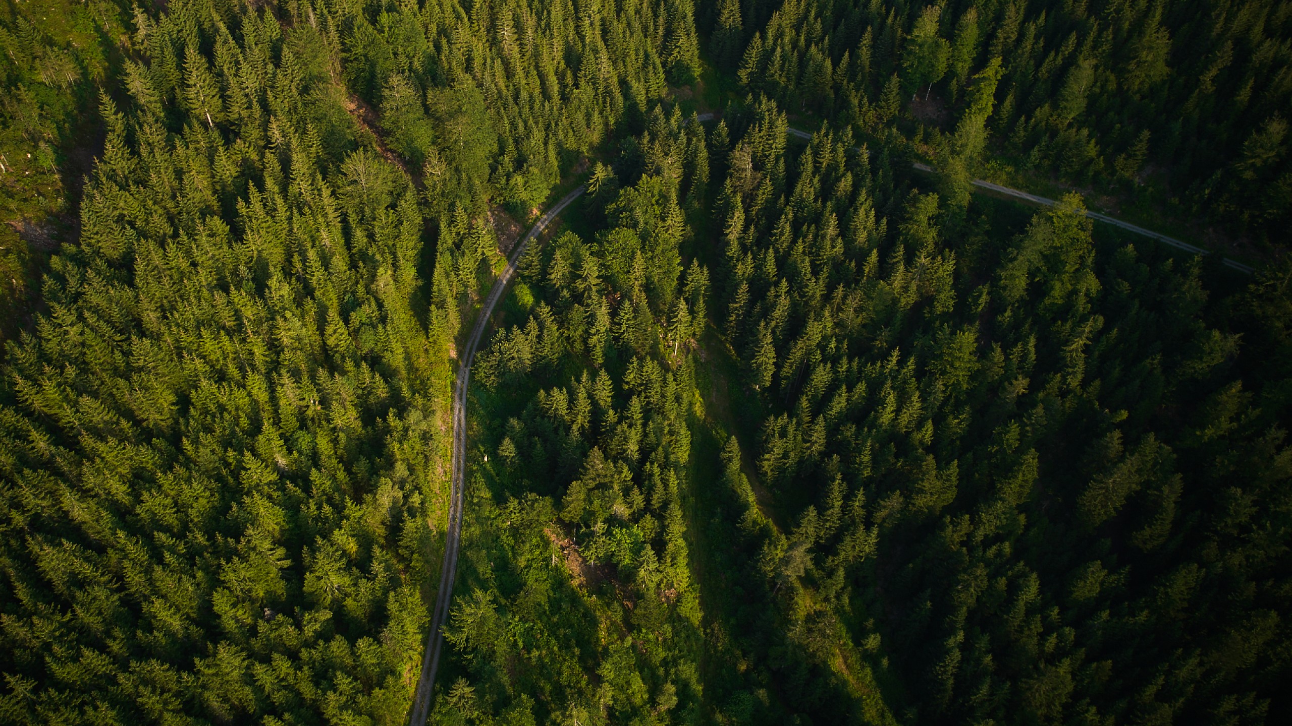 Eine schmale Straße durchzieht den dicht bewachsenen Schwarzwald in der Nähe des Hotels.