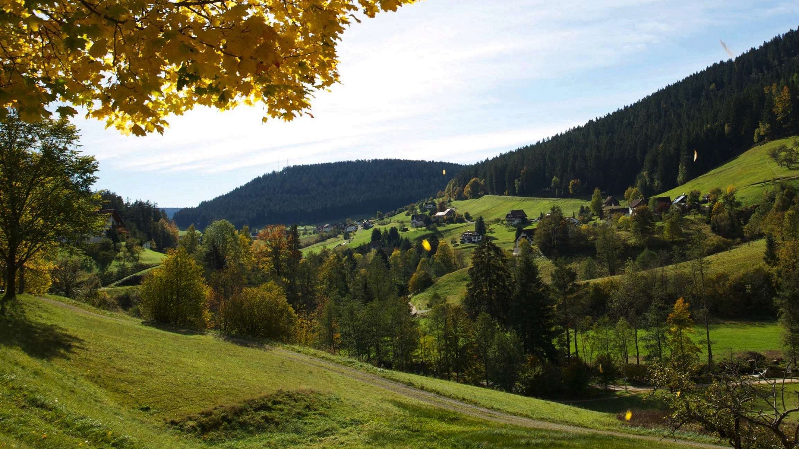 Traube Tonbach Schwarzwald Herbst 11