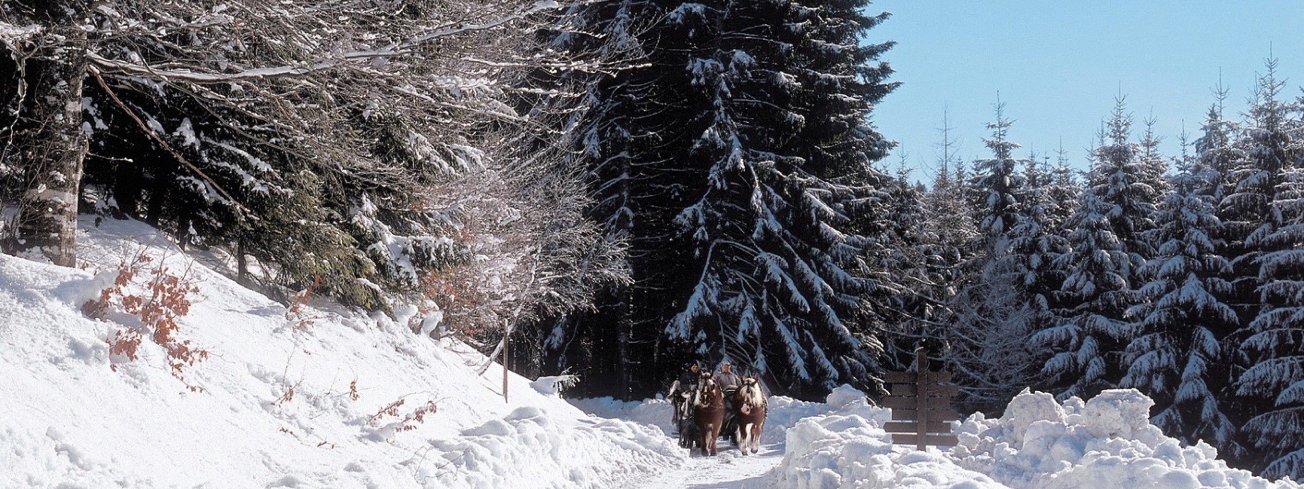 Ein Schlitten mit Pferden durchquert die weiße Schneekulisse nahe dem Familienhotel im Schwarzwald.